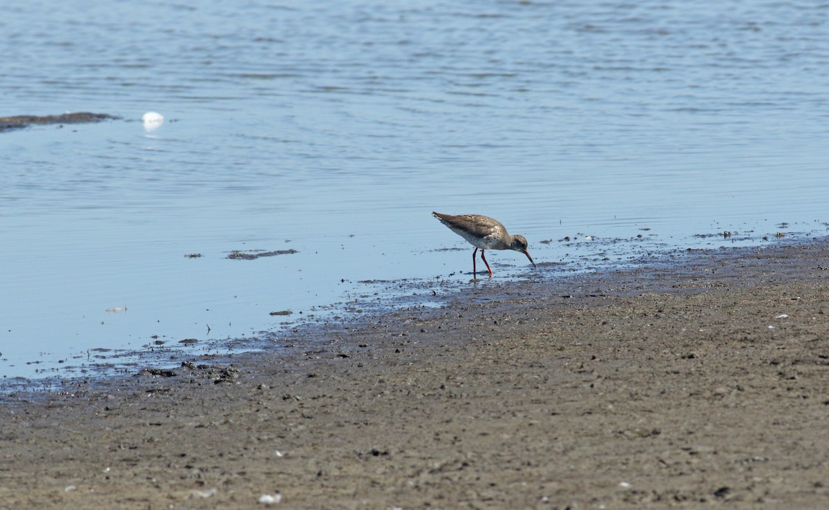 Chevalier gambette - ML646684174