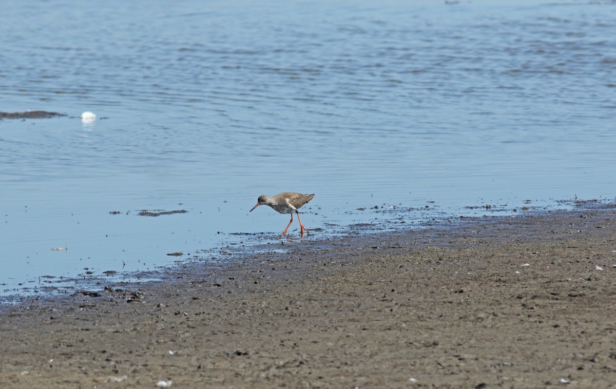 Chevalier gambette - ML646684175