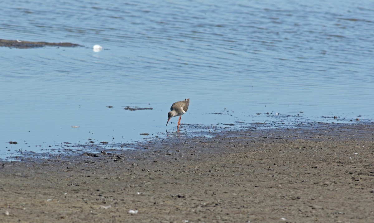 Chevalier gambette - ML646684176