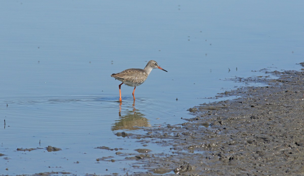 Chevalier gambette - ML646684177