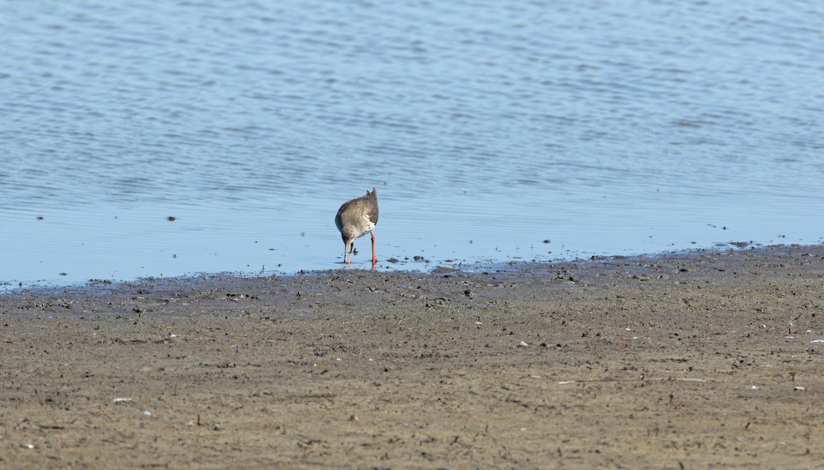 Chevalier gambette - ML646684178