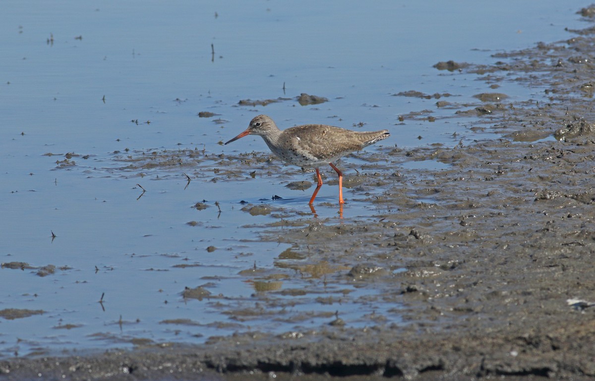 Chevalier gambette - ML646684179