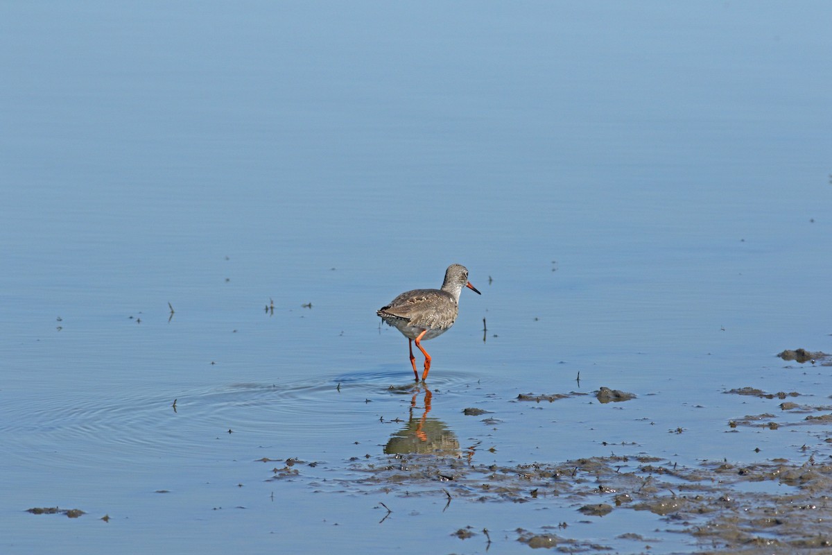 Chevalier gambette - ML646684180