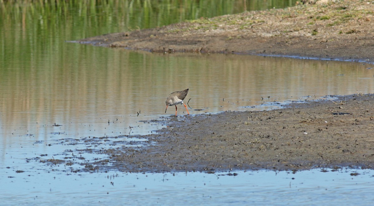 Chevalier gambette - ML646684181