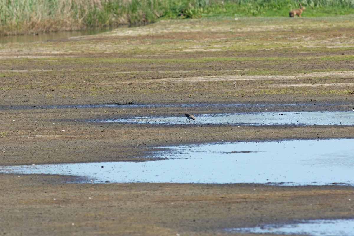 Chevalier gambette - ML646684182