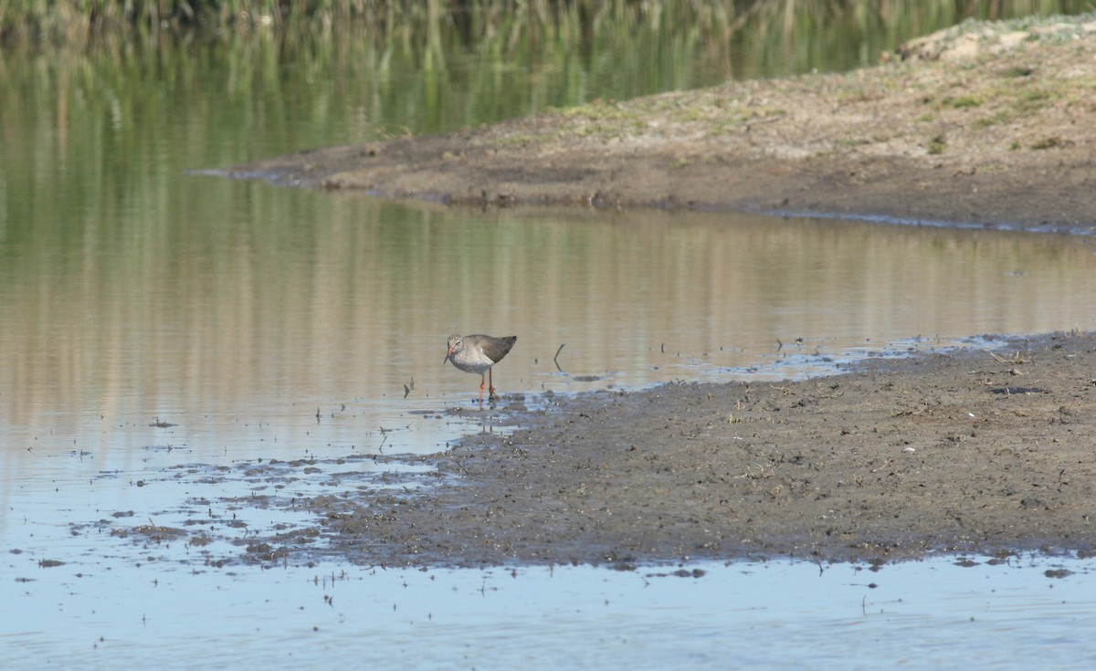 Chevalier gambette - ML646684183