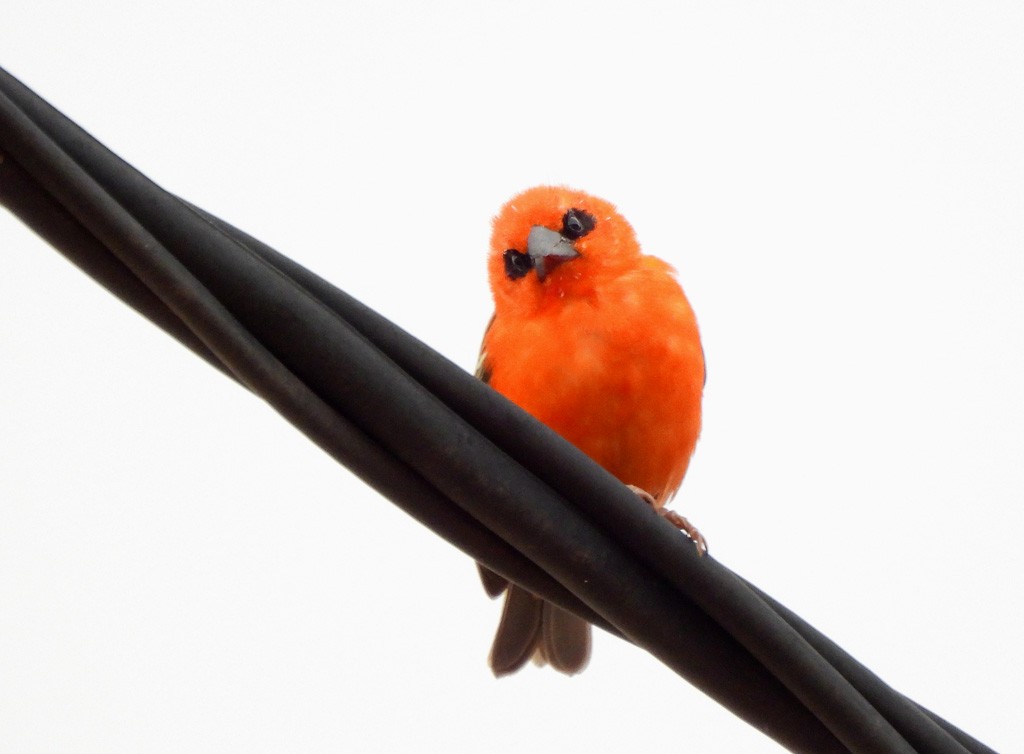 ベニノジコ - ML646684184