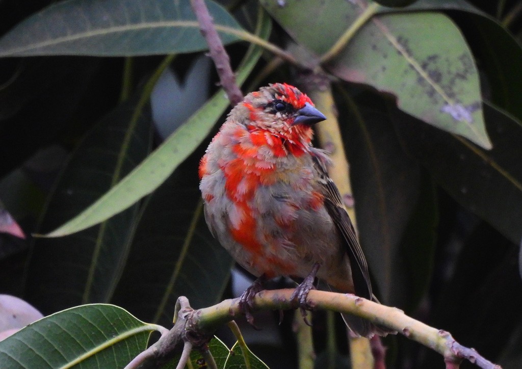 ベニノジコ - ML646684185