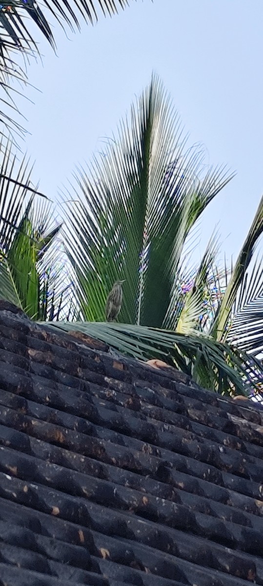 Indian Pond-Heron - ML646684191