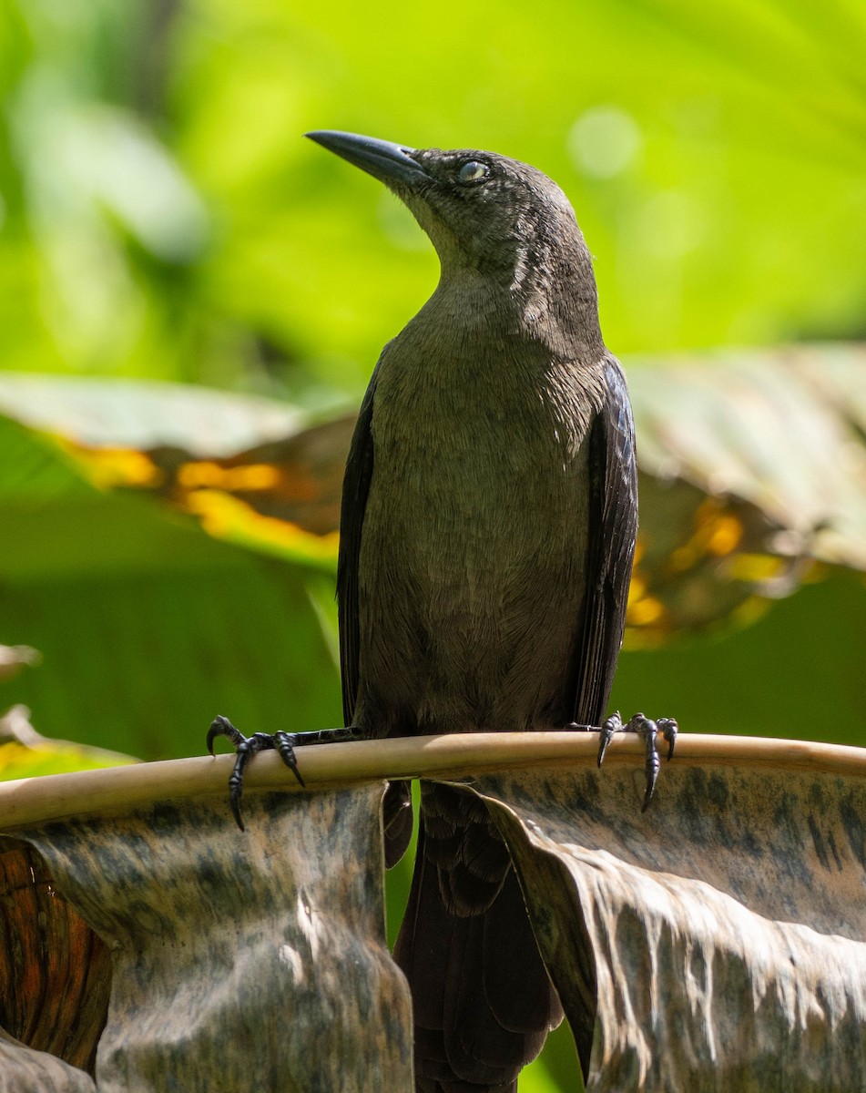 Zanate Caribeño - ML646684202