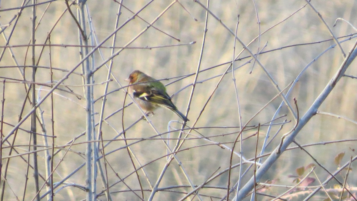 Common Chaffinch - ML646684204