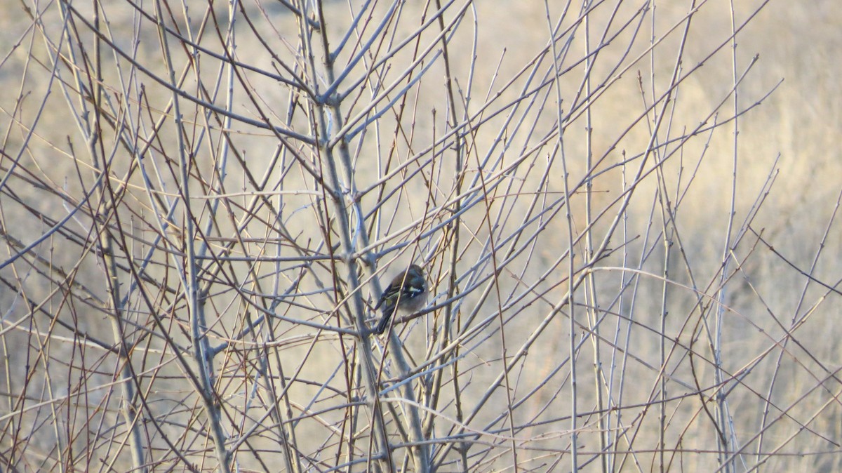 Common Chaffinch - ML646684205