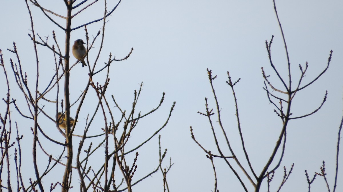 European Goldfinch - ML646684209
