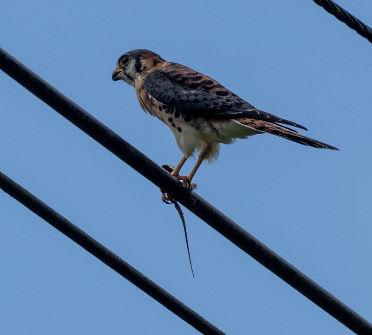 Cernícalo Americano (Caribe Oriental) - ML646684219