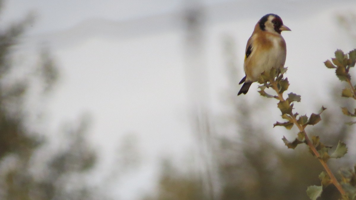 European Goldfinch - ML646684222