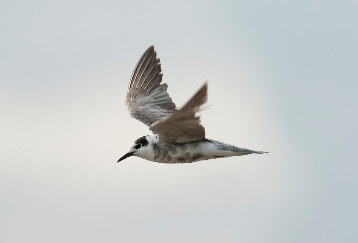 Black Tern - ML646684223