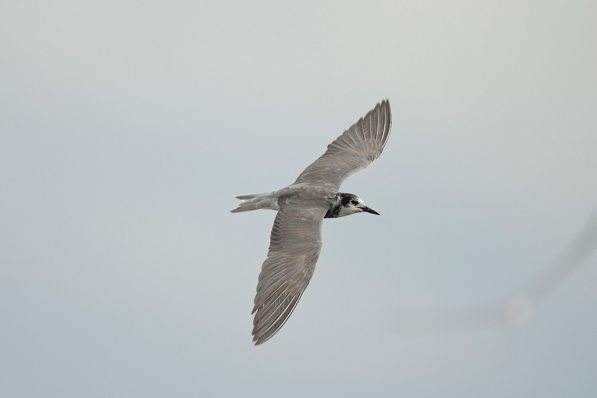 Black Tern - ML646684224