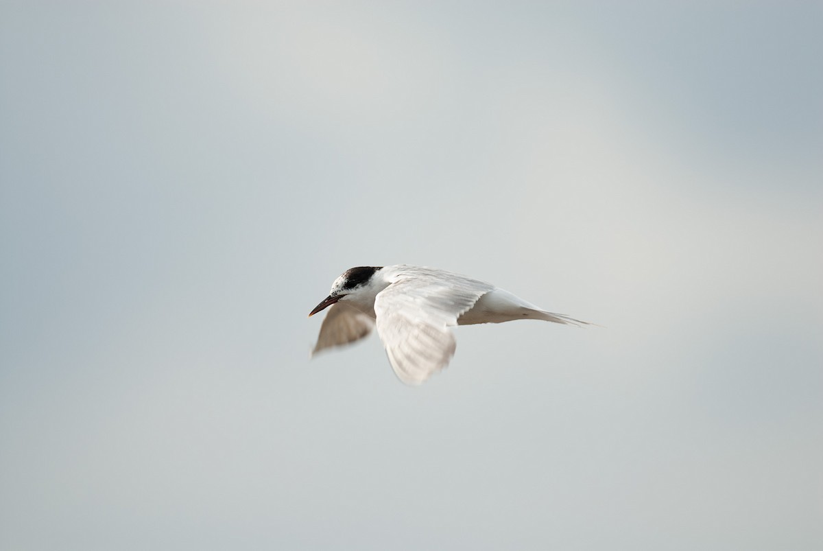 Arctic Tern - ML646684226