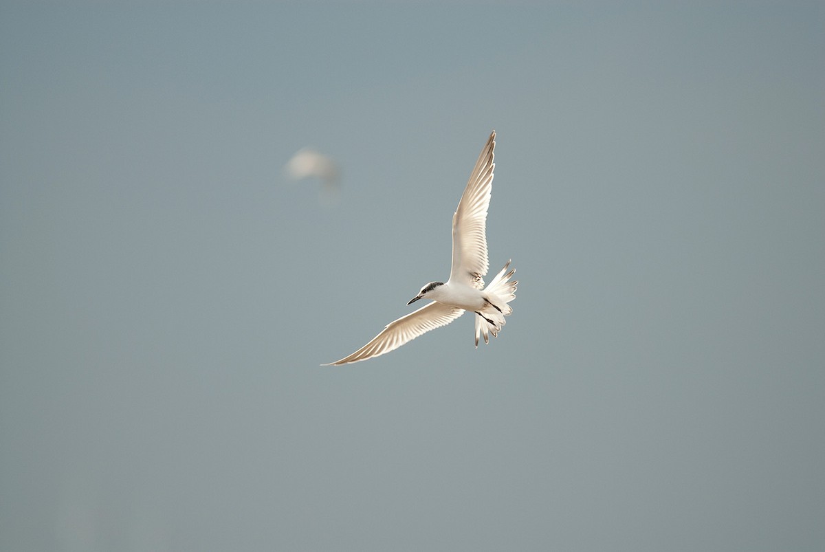 Sandwich Tern - ML646684227