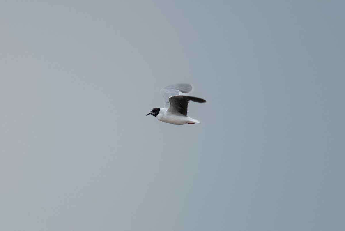 Little Gull - ML646684233