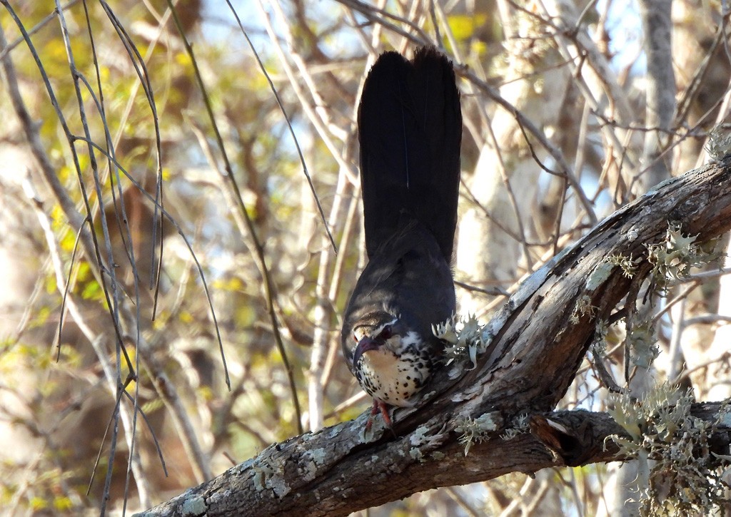 Subdesert Mesite - ML646684234