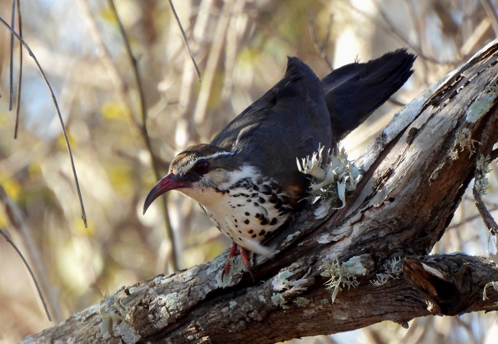 Subdesert Mesite - ML646684235