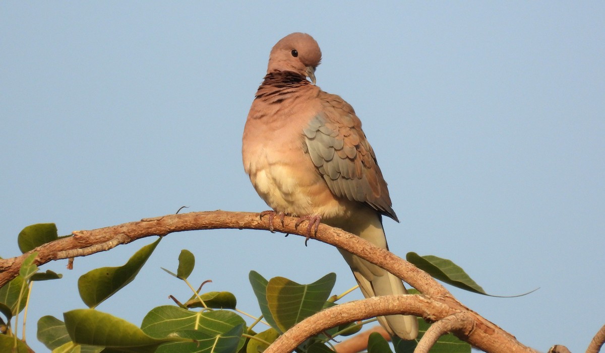 Өөдсөн хүүрзгэнэ - ML646684236