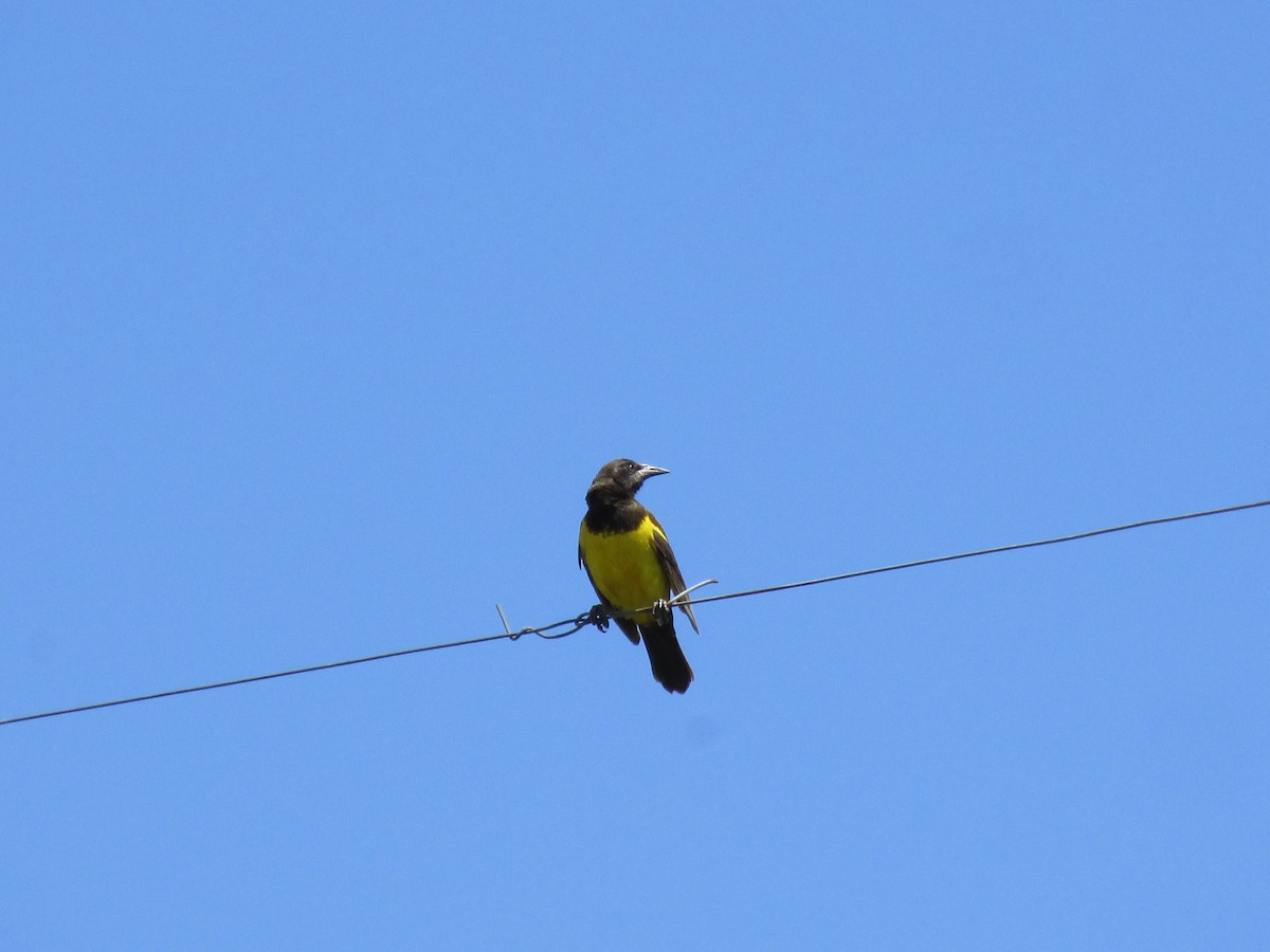 Yellow-rumped Marshbird - ML646684237