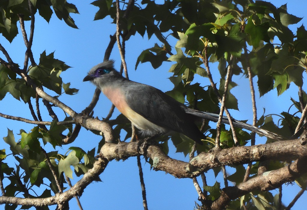 Crested Coua - ML646684240