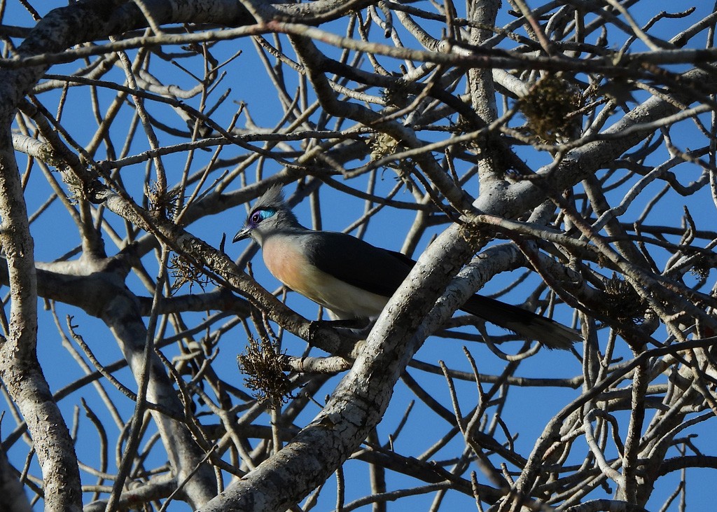 Crested Coua - ML646684241