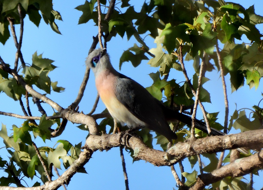 Crested Coua - ML646684242