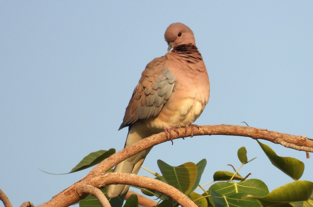 Өөдсөн хүүрзгэнэ - ML646684243