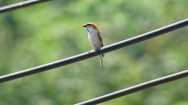 ニュウナイスズメ - ML646684246