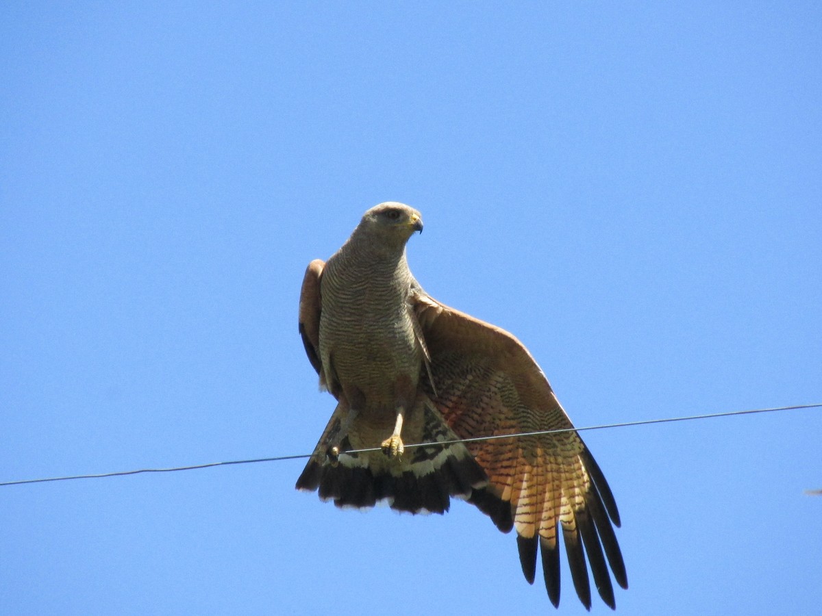 Саванный крабоед - ML646684248