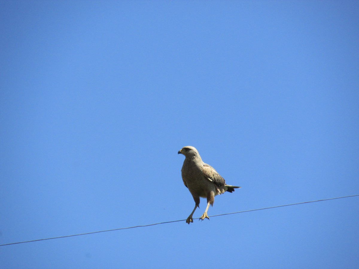 Саванный крабоед - ML646684249