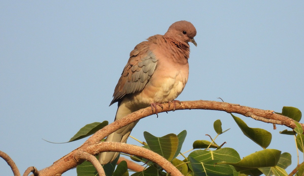 Өөдсөн хүүрзгэнэ - ML646684250