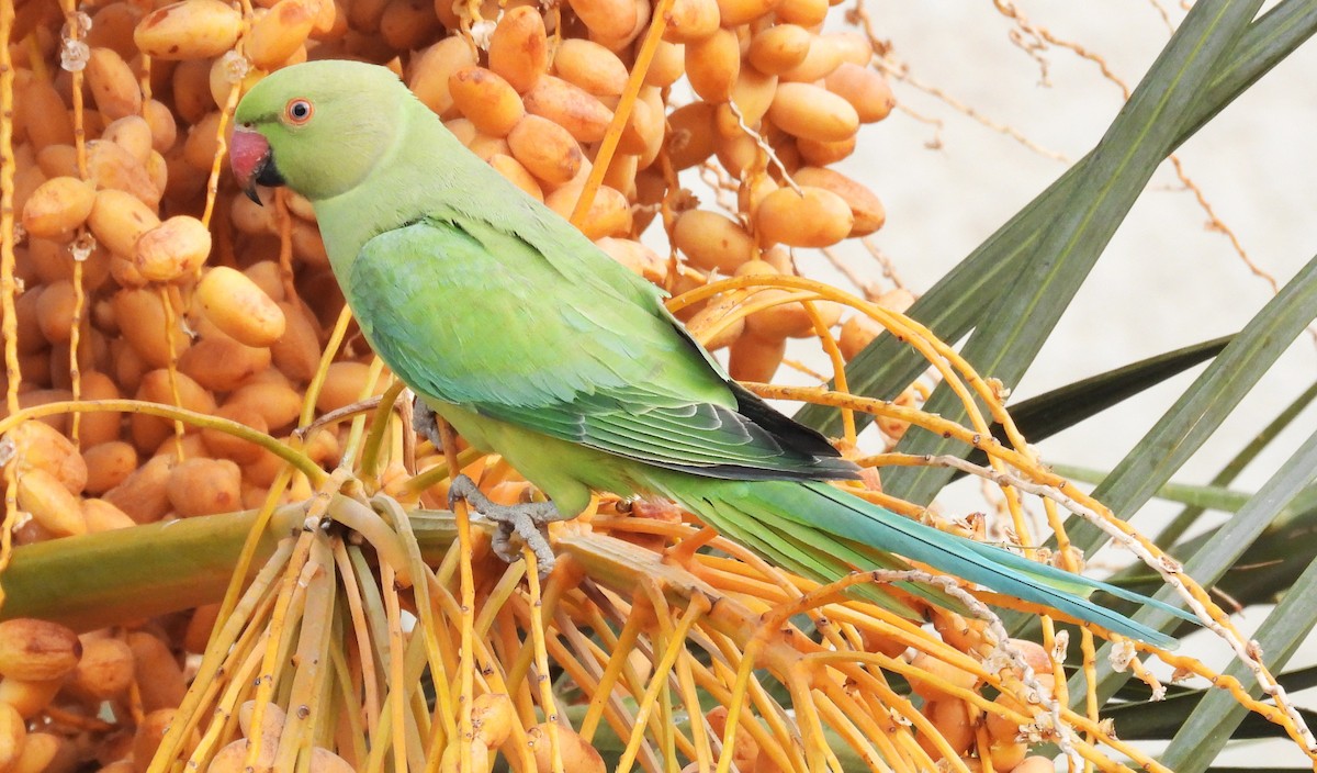 Rose-ringed Parakeet - ML646684256