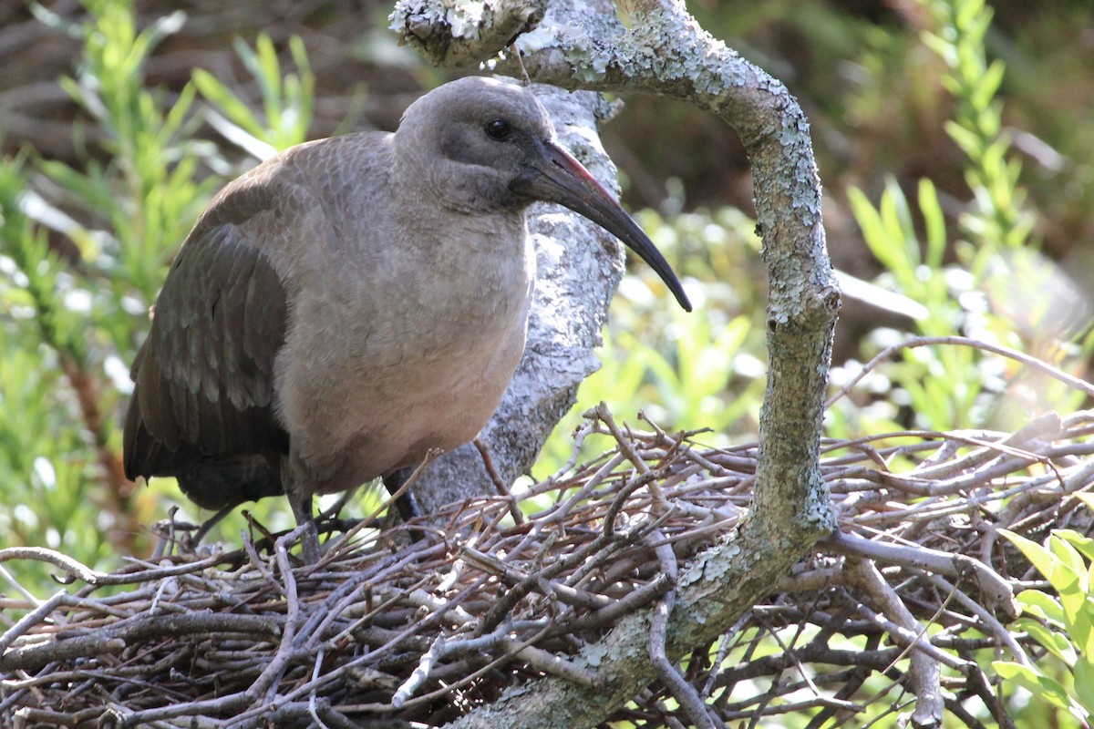 Hadada Aynağı - ML646684260