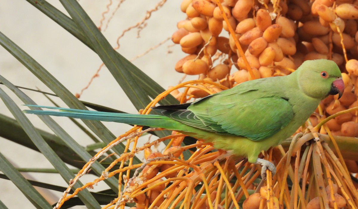 Rose-ringed Parakeet - ML646684263