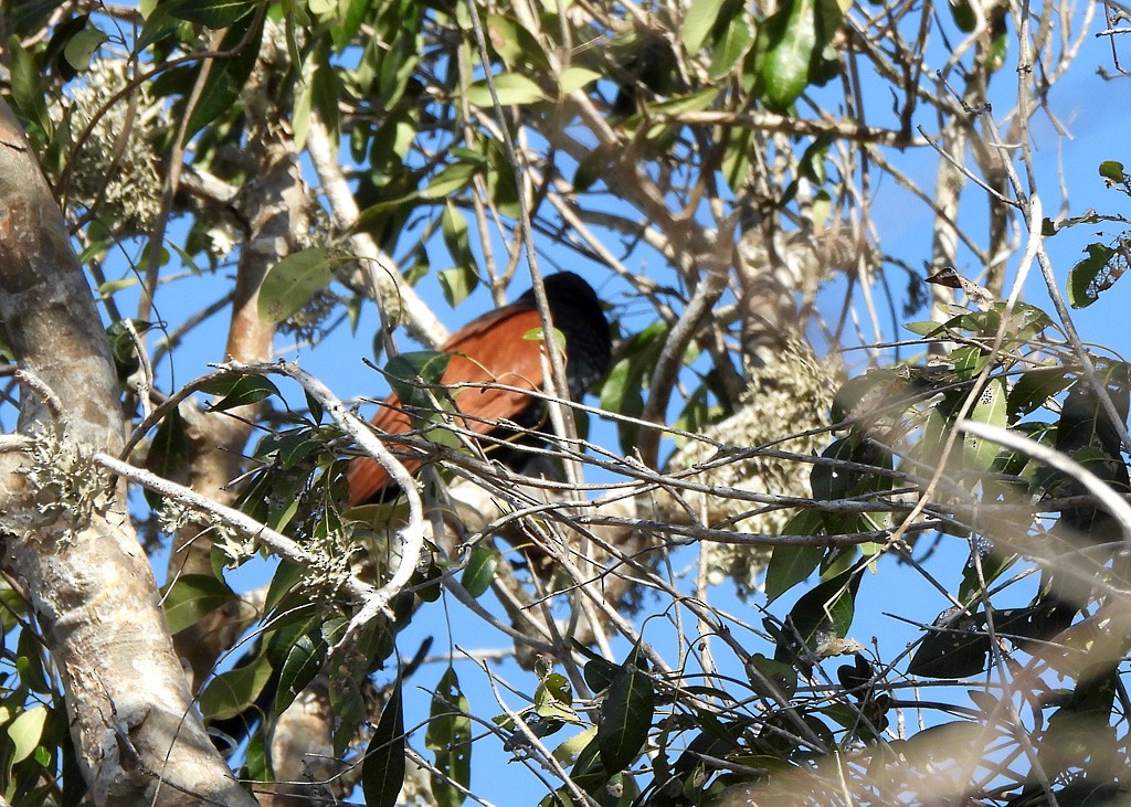 Malagasy Coucal - ML646684264