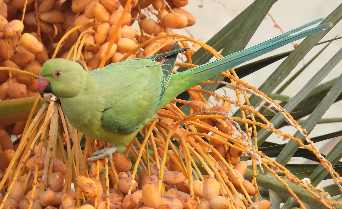 Rose-ringed Parakeet - ML646684266