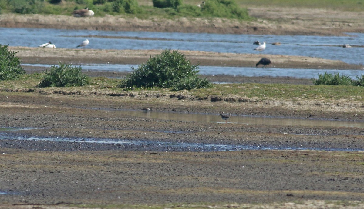 Bécasseau variable - ML646684267