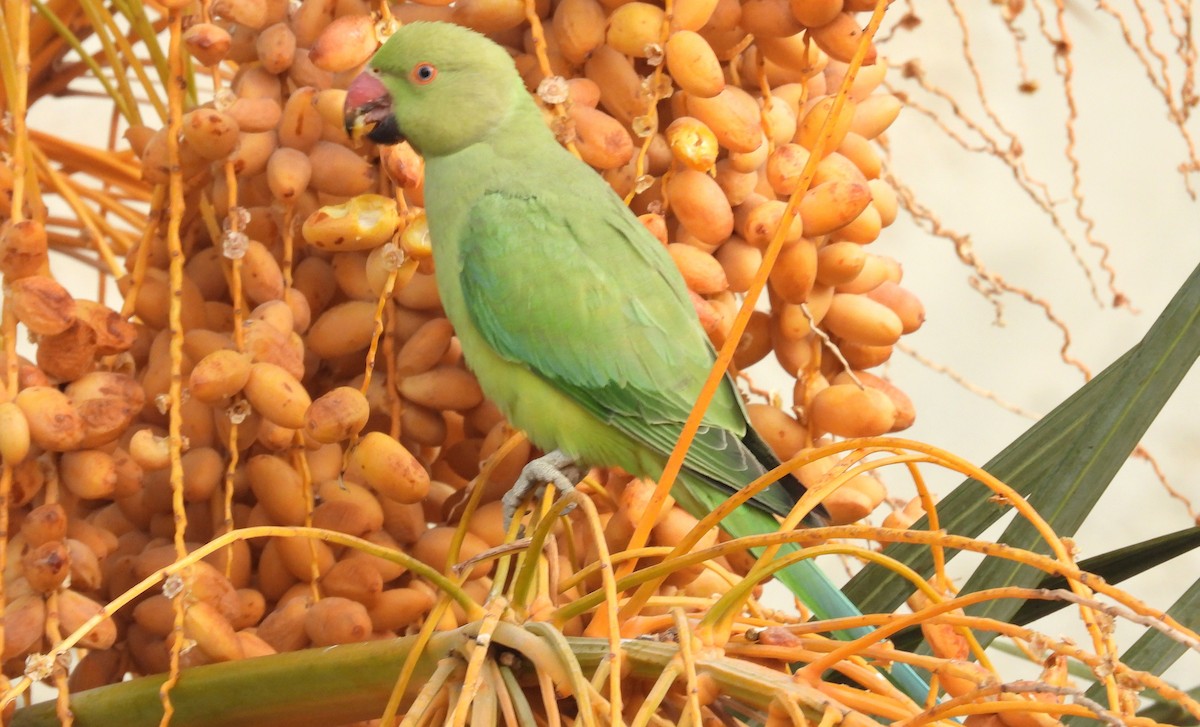 Rose-ringed Parakeet - ML646684268