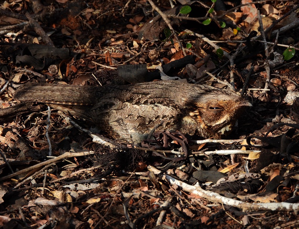 Madagascar Nightjar - ML646684269