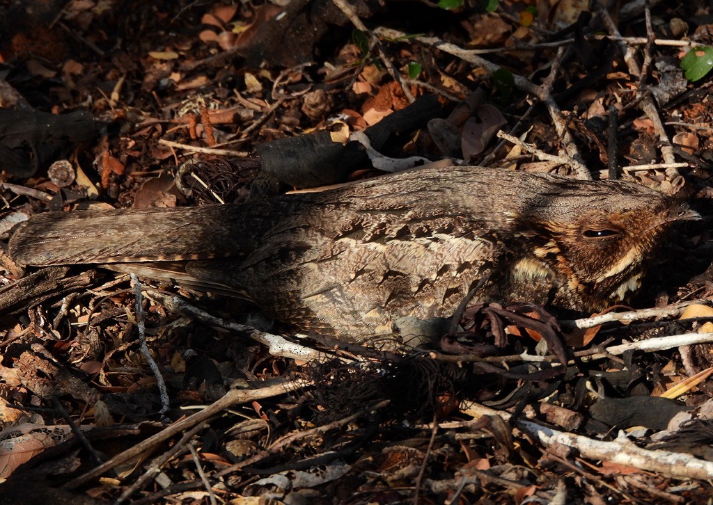 Madagascar Nightjar - ML646684270