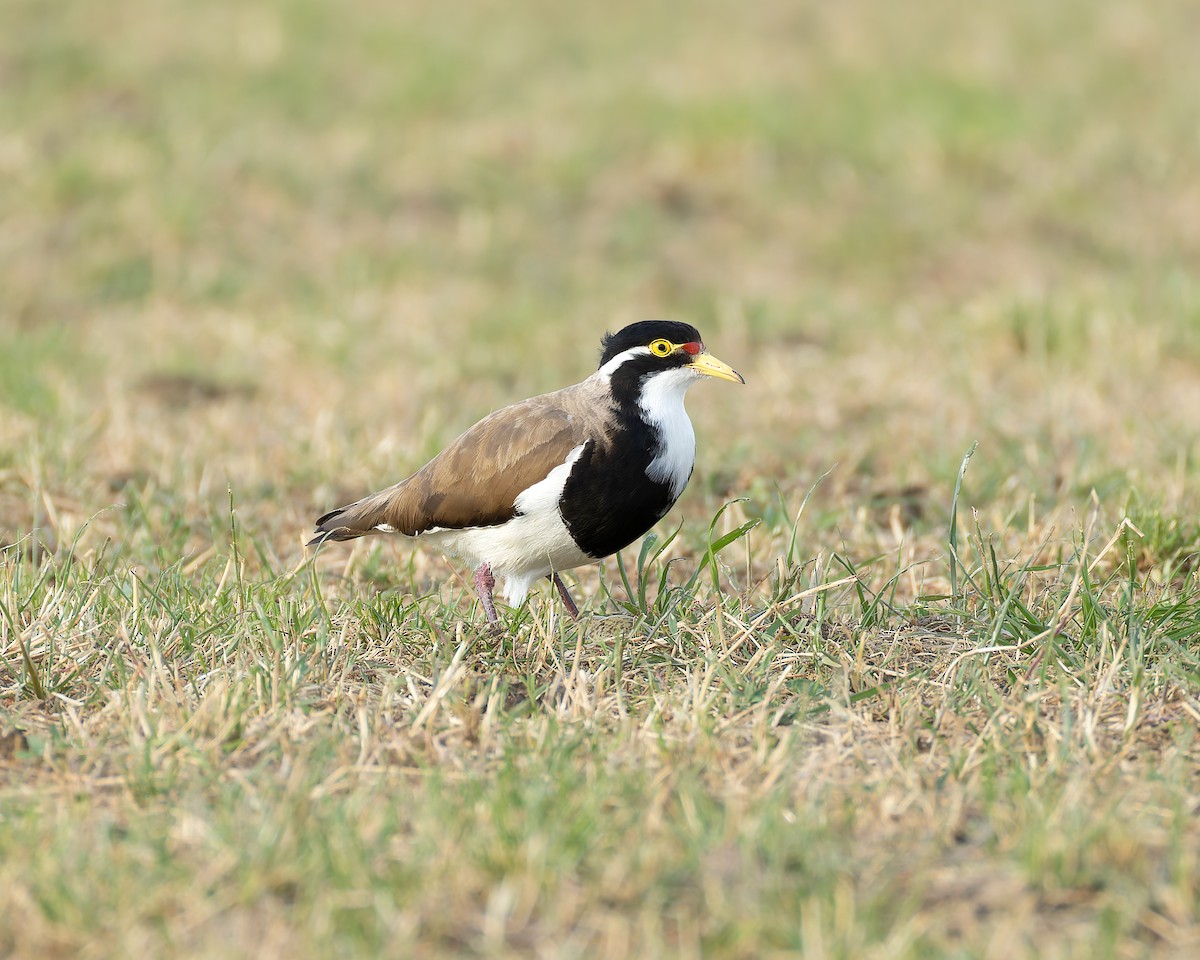 Чайка білогорла - ML646684273