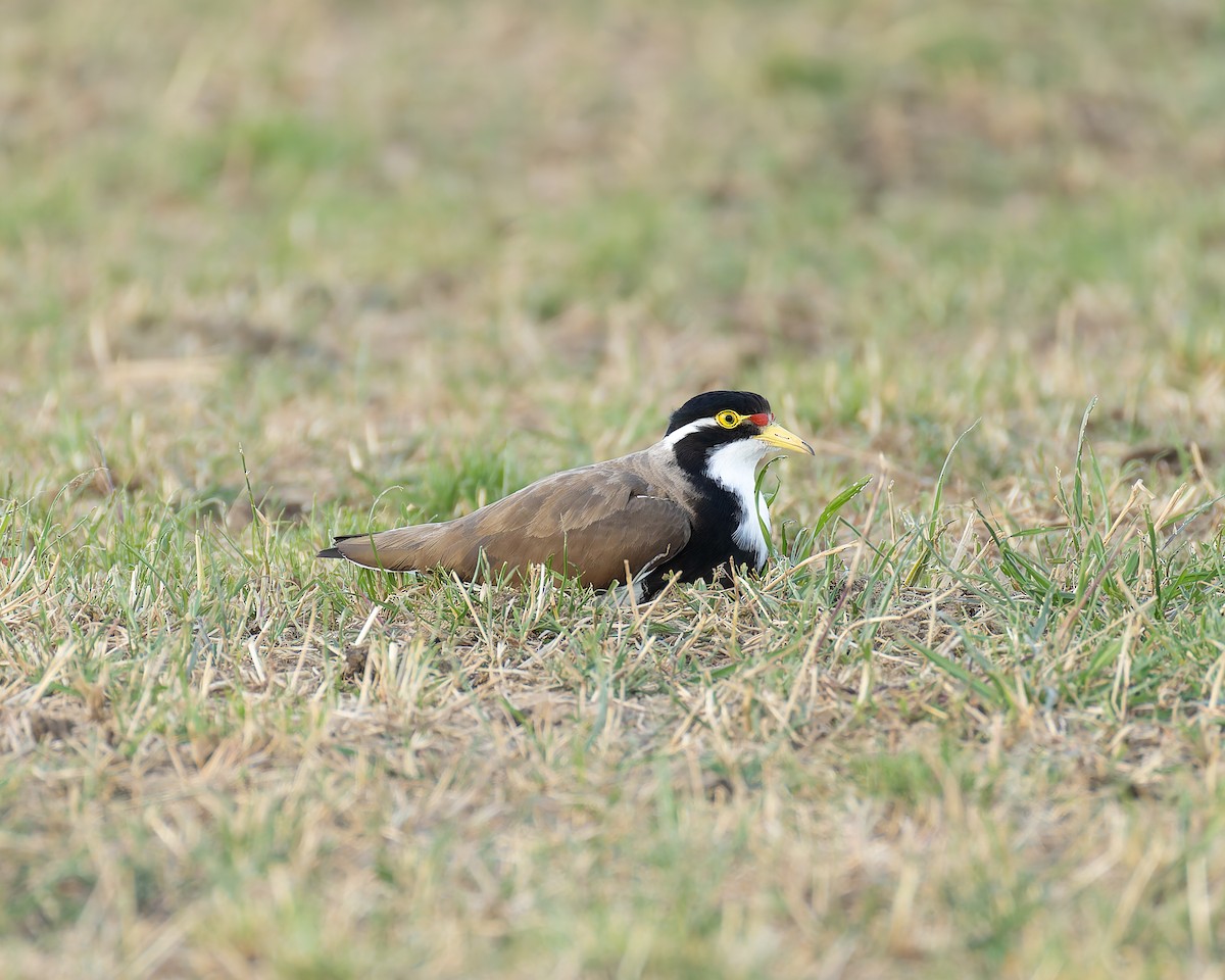 Чайка білогорла - ML646684274