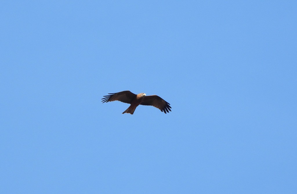 Black Kite (Yellow-billed) - ML646684275