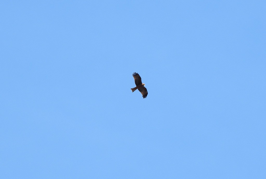 Black Kite (Yellow-billed) - ML646684276