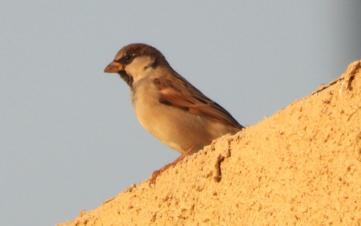 Оронгийн бор шувуу - ML646684277